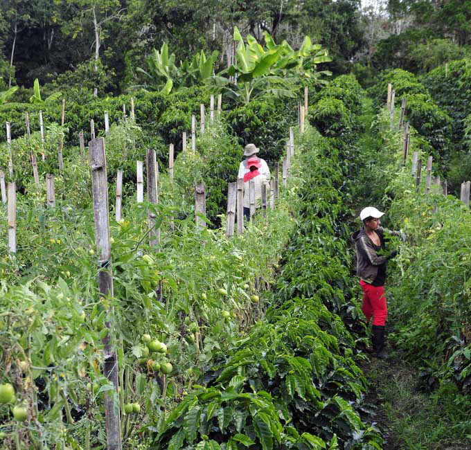 Coffee and tomatoes intercropping