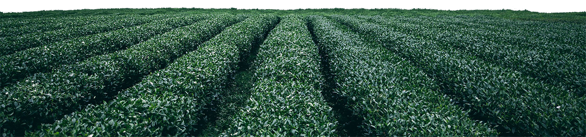 green field rows