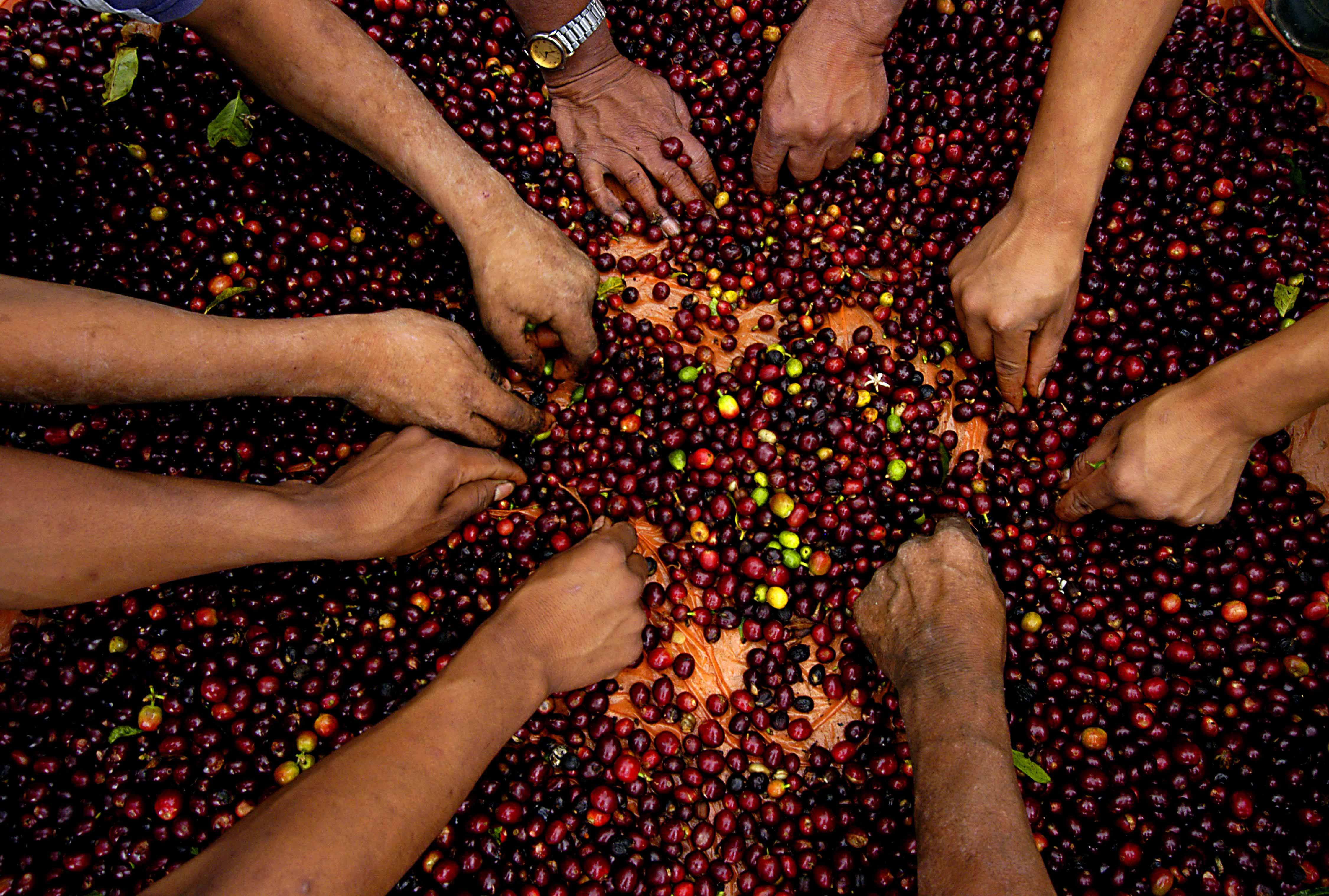 Hands sorting fruit