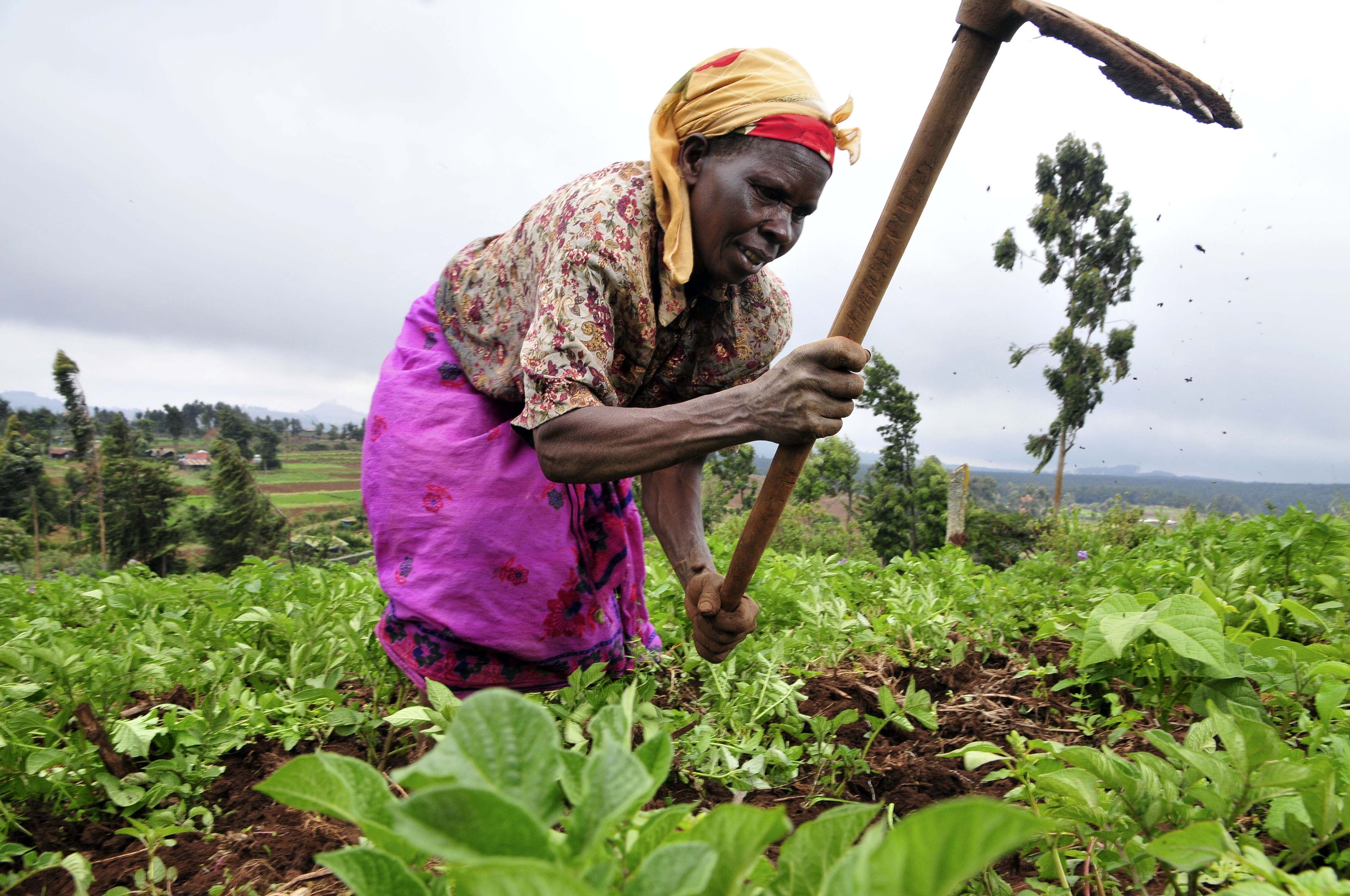 Kenyan Farmer