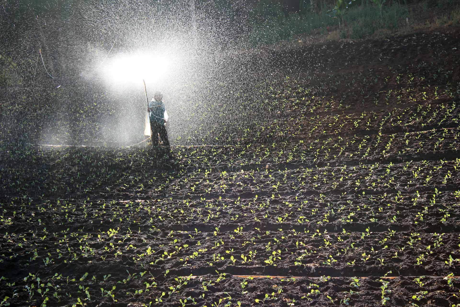 Man spraying field