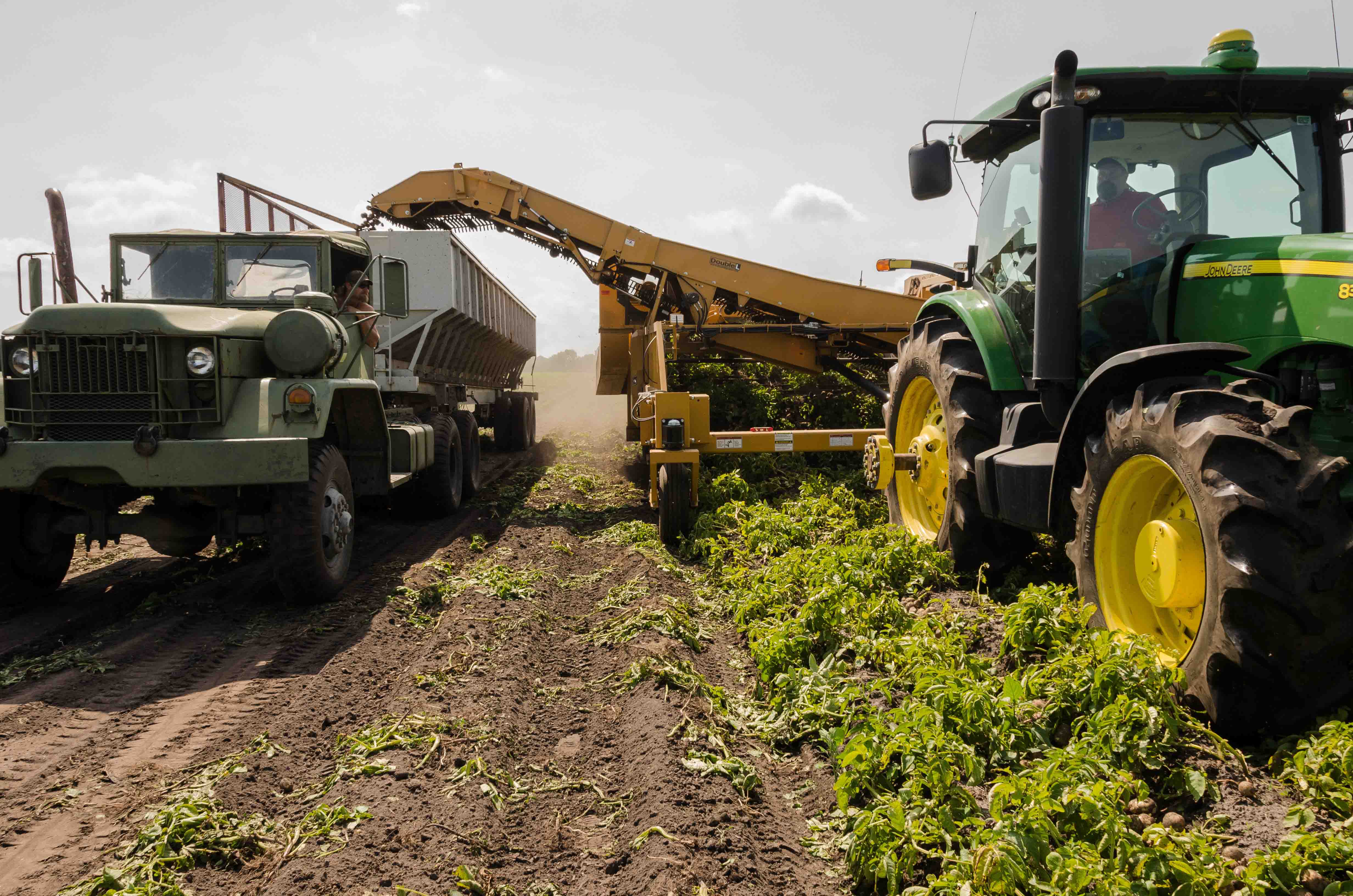 harvesting a crop