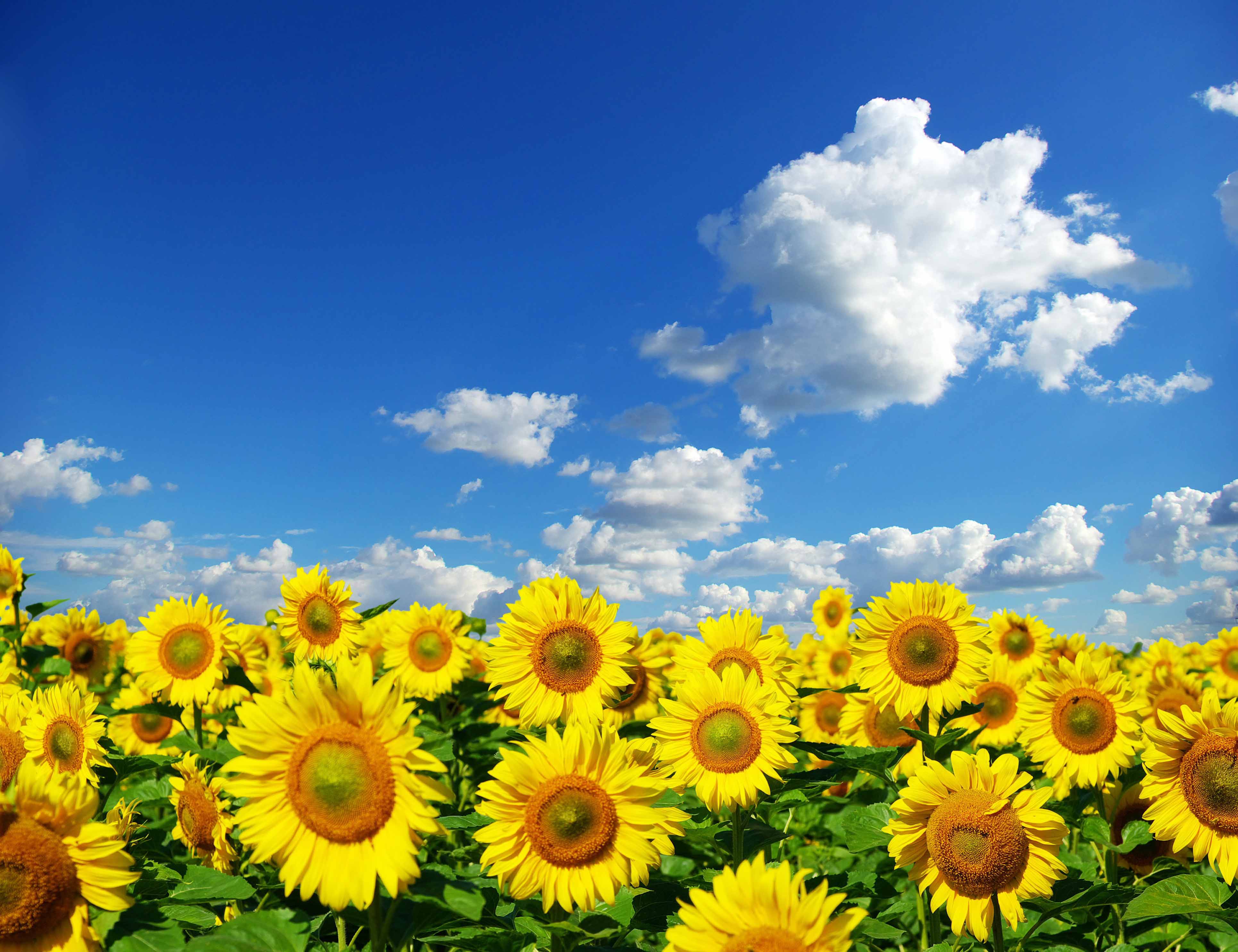 Sunflower field