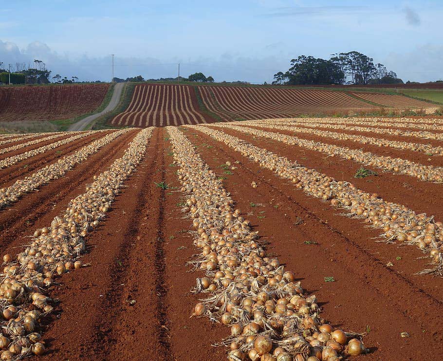 Onion lines in an onion field