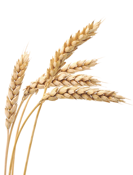 wheat