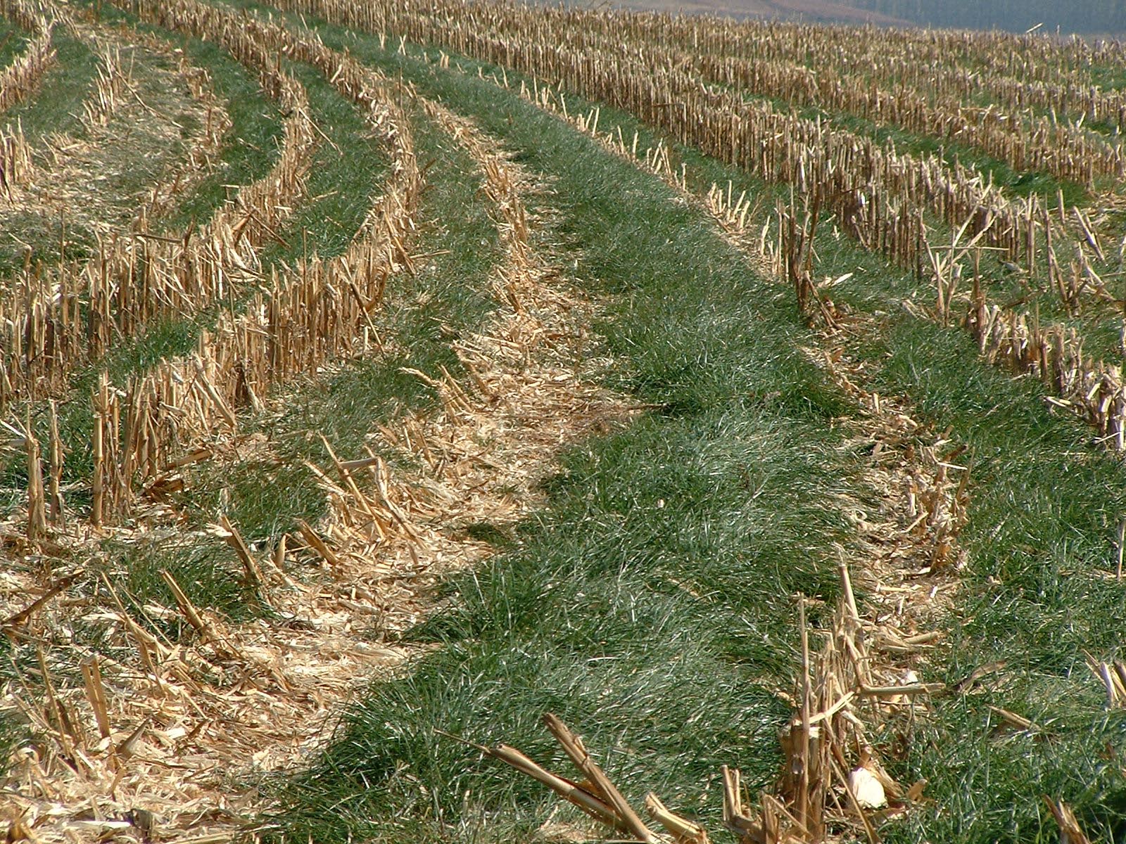 Cover crop