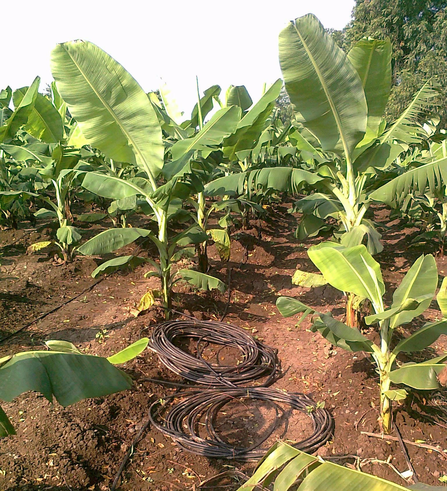 Drip irrigation