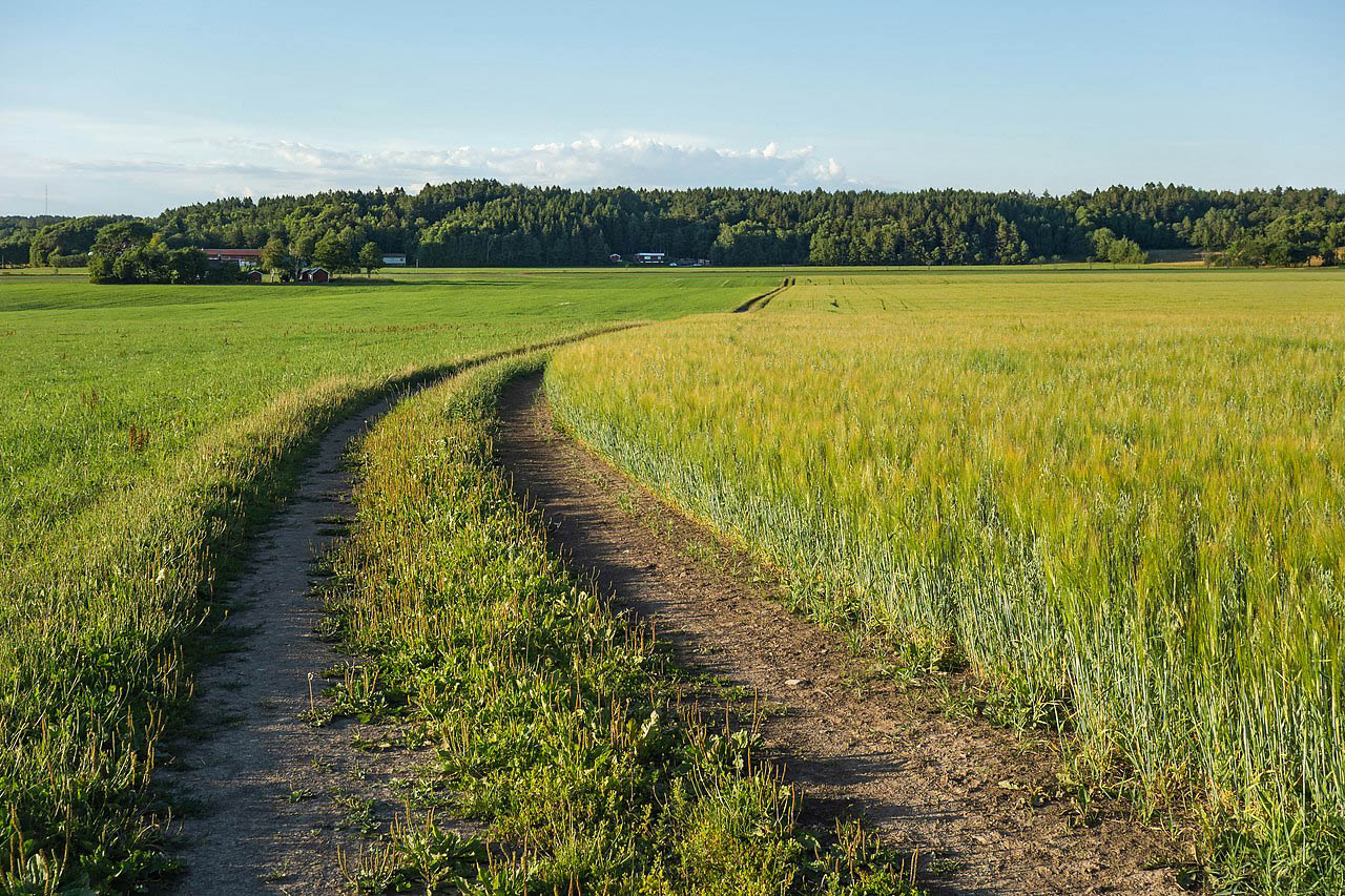 Intercroppingn of oats and rye